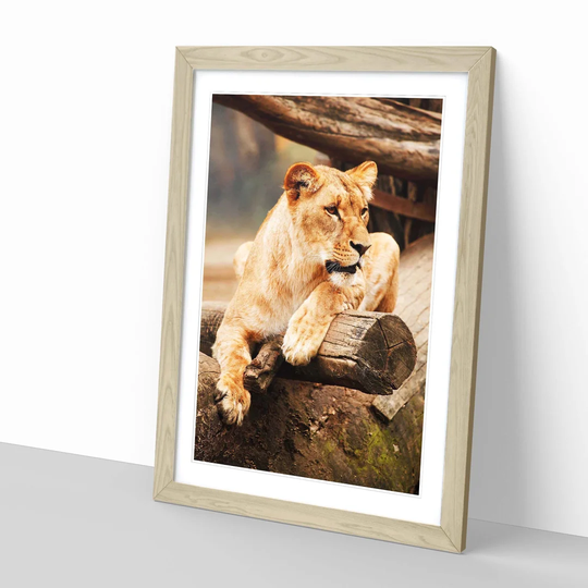 'Lioness Lion' Framed Photographic Print