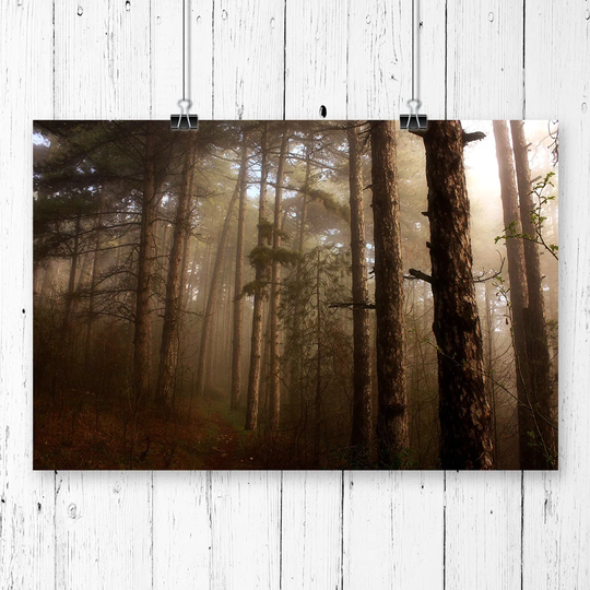 'Landscape Forest Mist' Photographic Print