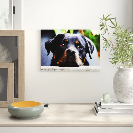 'Rottweiler Dog' Graphic Art