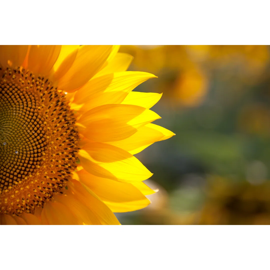 Macro Sunflower Background with Real Beautiful Bokeh - Wrapped Canvas Photograph