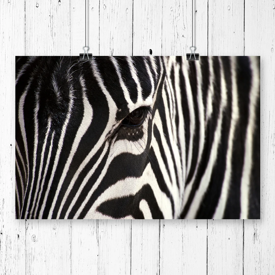 'Zebra' Photographic Print