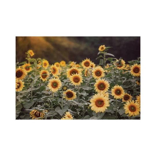 Field of Gold I by Ann Hudec - Wrapped Canvas Graphic Art