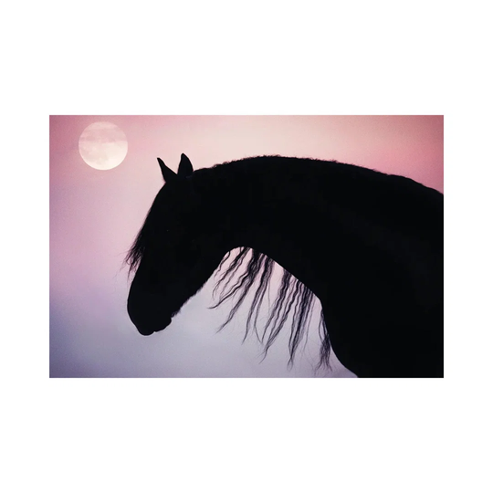 Friesian Silhoutte by Rupa Sutton - Wrapped Canvas Graphic Art