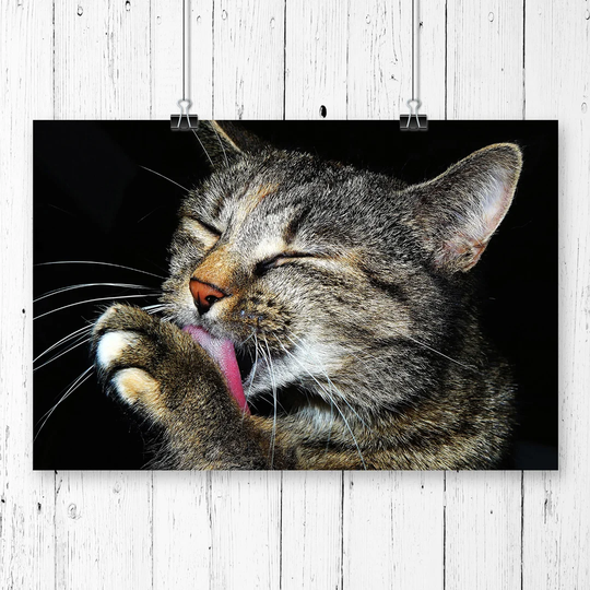 'Cat Licking its Paw' Graphic Art