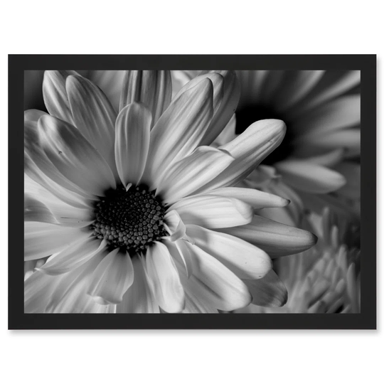 Black White Daisy Flower Petals A4 Artwork Framed Wall Art Print