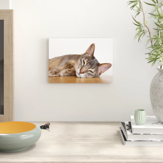 'Abyssinian Cat' Photographic Print