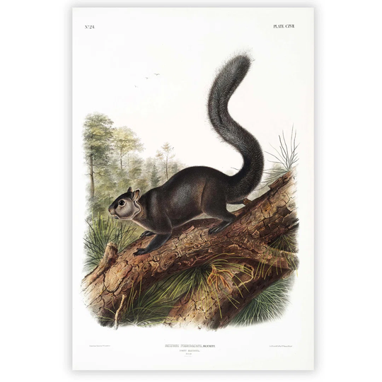 'Dusky Squirrel' by J.W. Audubon - Unframed Graphic Art Print on Paper