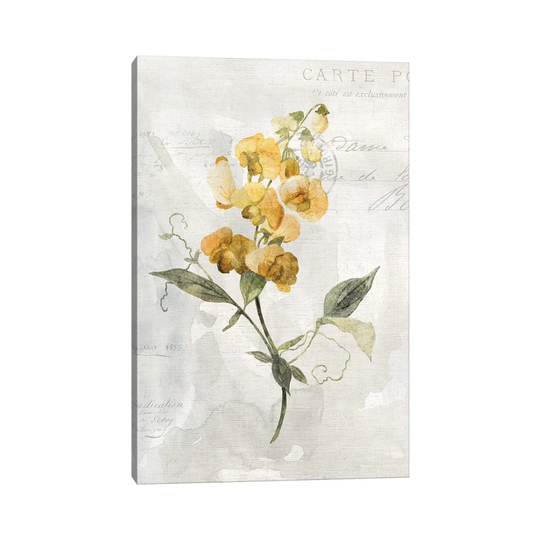 Canary Linen Sweetpea by Carol Robinson - Graphic Art Print on Canvas