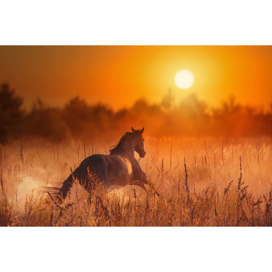 Brown Horse in Sunset by Ashva - Wrapped Canvas Photograph