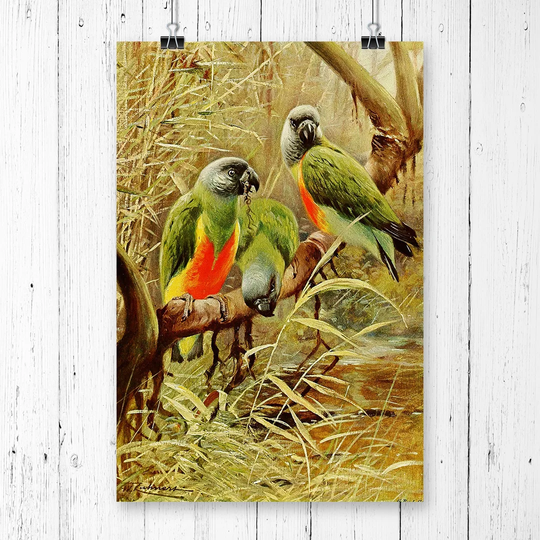 'Vintage Senegal Parrot' by W Kuhnert Graphic Art