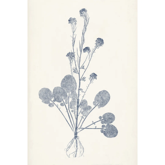 Navy Botanicals VIII by Vision Studio - Wrapped Canvas Painting