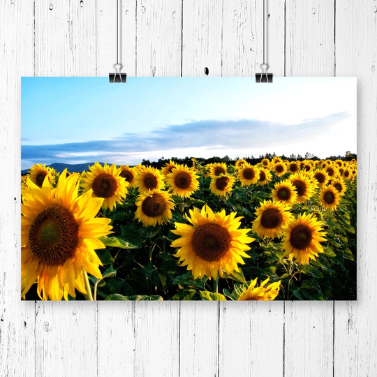 'Yellow Sunflowers Flower' Graphic Art