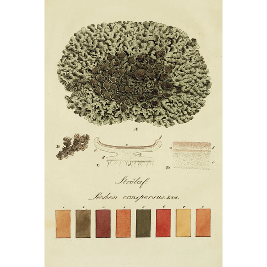 Species of Lichen VI - Wrapped Canvas Drawing