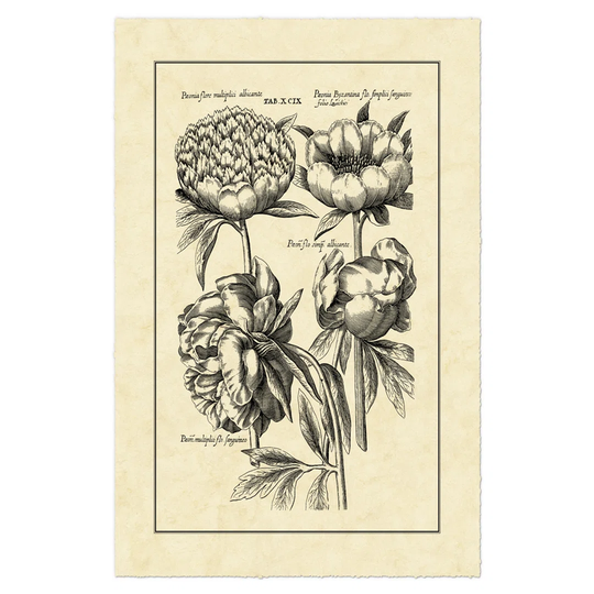 Vintage Besler II - Wrapped Canvas Art Prints