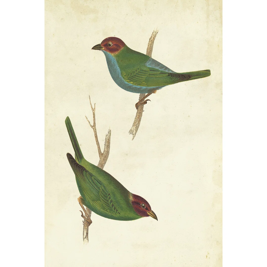 Peruvian Tanager II by Cassin - Wrapped Canvas Graphic Art