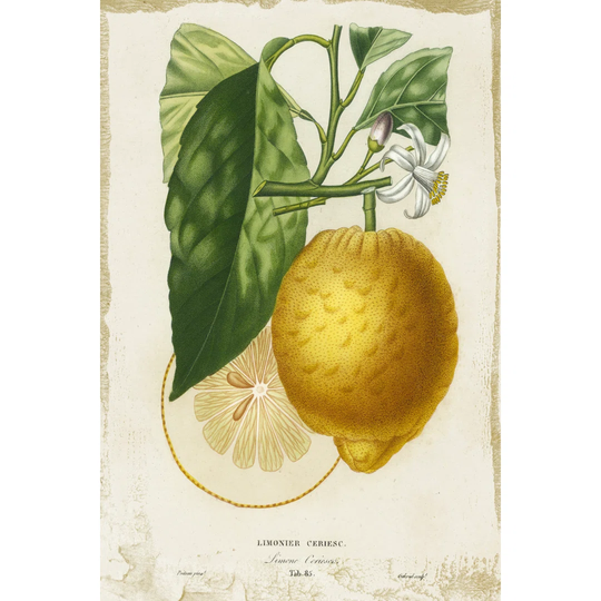 French Lemon I - Wrapped Canvas Painting