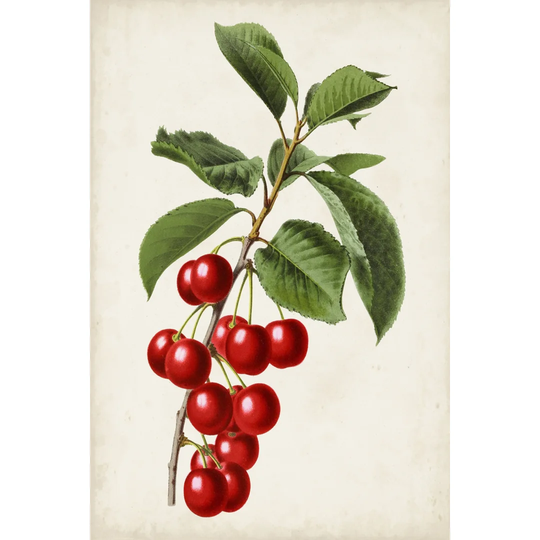 Antique Fruit II by Vision Studio - Wrapped Canvas Painting