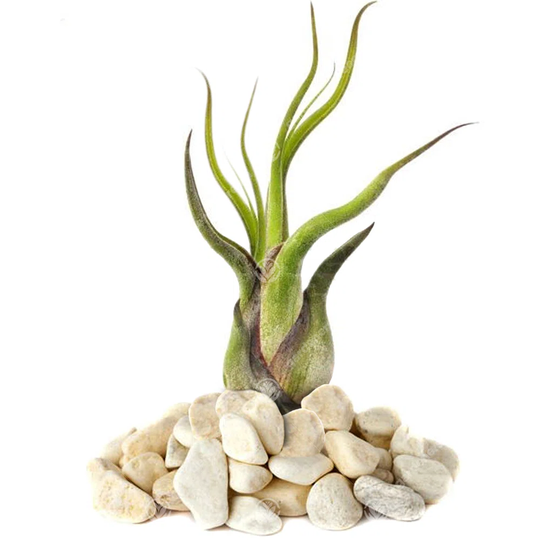 Tillandsia Medusa