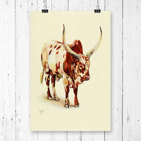 'Vintage H Johnston Ankole bull' Graphic Art