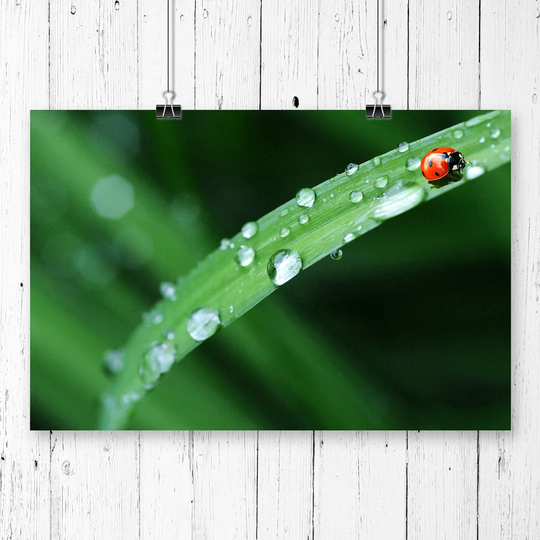 'Red Ladybird Insect' Photographic Print