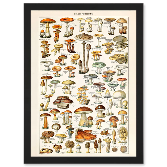Mushrooms Fungus Champignons A4 Artwork Framed Wall Art Print