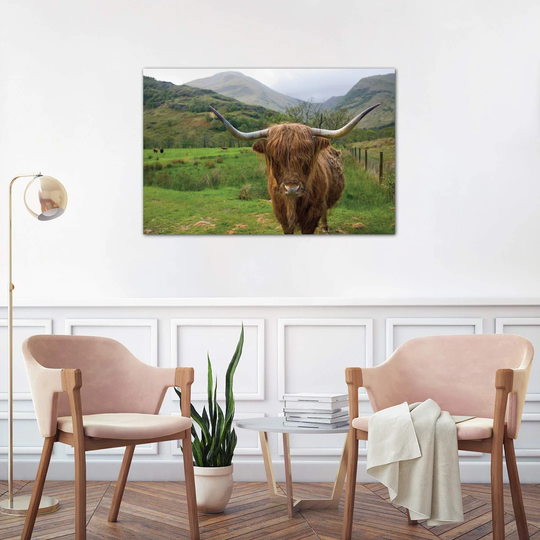 'Scottish Highland Cattle III' Photographic Print on Wrapped Canvas