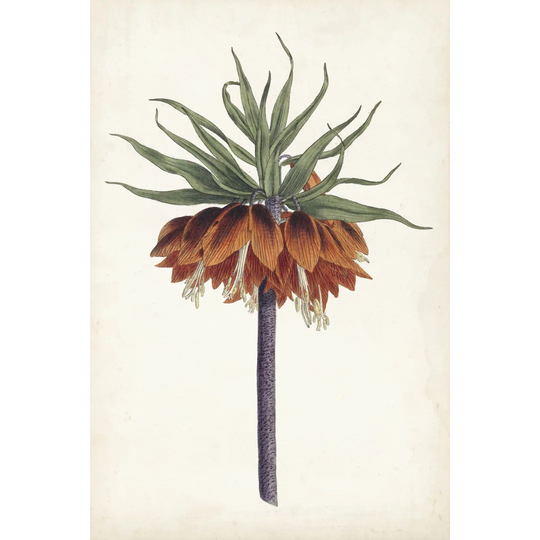 Curtis Garden Beauties II - Wrapped Canvas Graphic Art