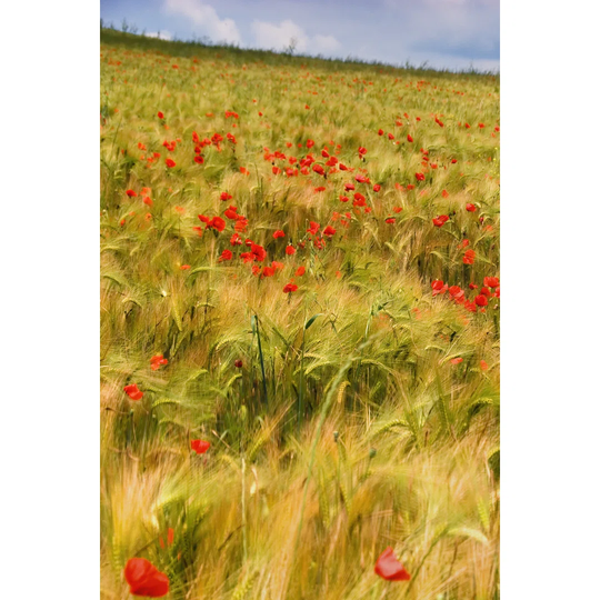 Poppies In Field I