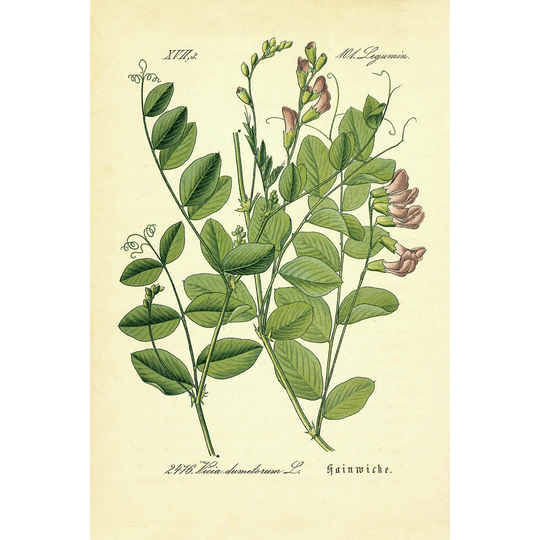 Vintage Botanical Raplant - Wrapped Canvas Painting