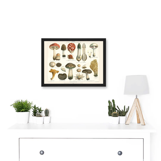 Meyers Fungus Mushrooms Toadstools Collection Artwork Framed Wall Art Print A4