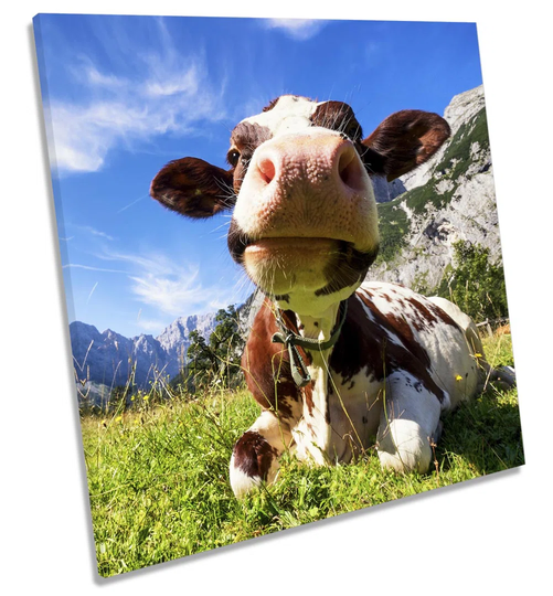 Mountain Cow - Wrapped Canvas Photograph