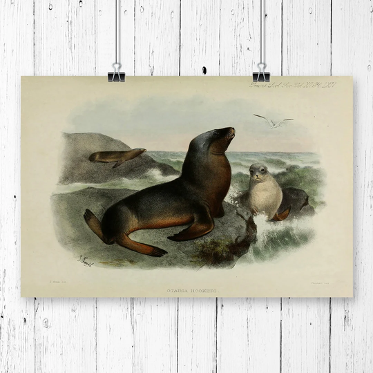 'Vintage Smit, Joseph Grey Sea-lion' Graphic Art