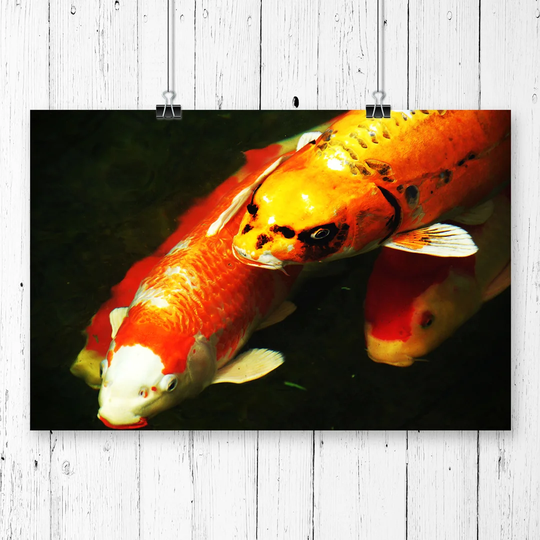 'Koi Fish' Photographic Print
