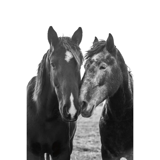 Good Friends Mane by Aledanda - Wrapped Canvas Photograph