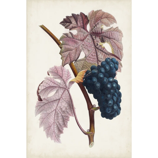 Raisin de Ceinlurier by Pierre Antoine Poiteau - Wrapped Canvas Painting