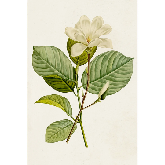 Magnolia Flowers I - Wrapped Canvas Painting