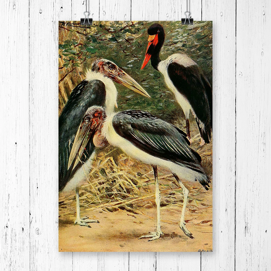 'Vintage Marabou & Jabiru' by W Kuhnert Graphic Art