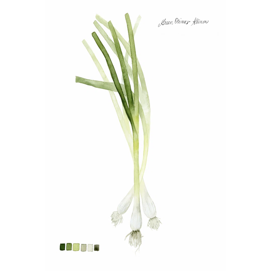 Root Vegetable V by Grace Popp - Wrapped Canvas Painting
