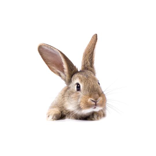 Grey Fluffy Rabbit Looking at the Signboard Isolated on White Background - Wrapped Canvas Photograph