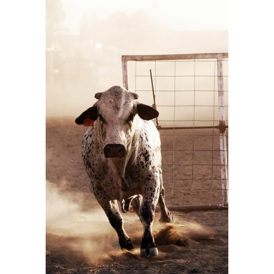 Angry Bull at Rodeo by Alptraum - Wrapped Canvas Photograph