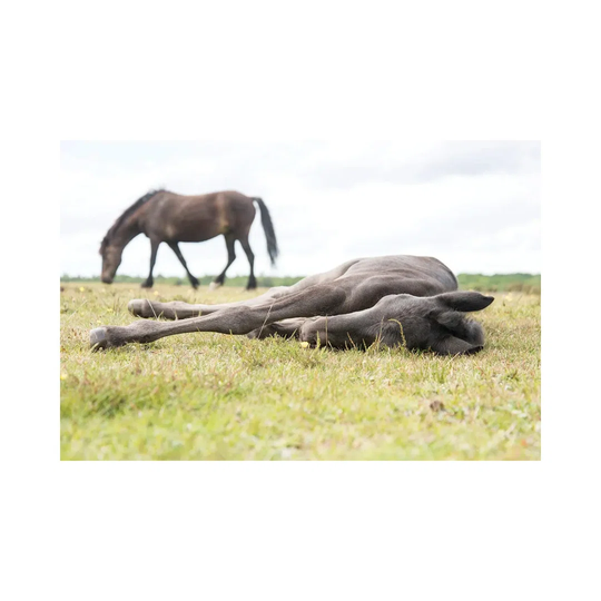 Sleeping Beauty II by Andrew Lever - Wrapped Canvas Photograph