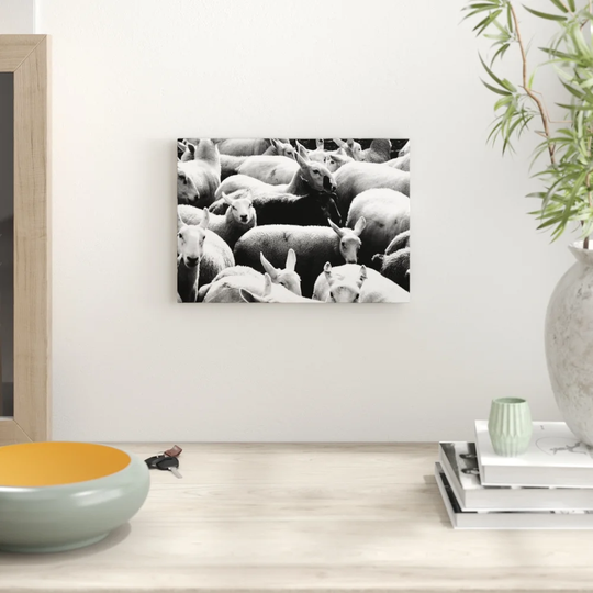 'The Black Sheep' Photographic Print