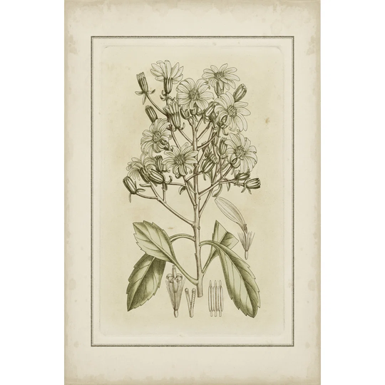 Tinted Botanical I by Curtis - Wrapped Canvas Graphic Art