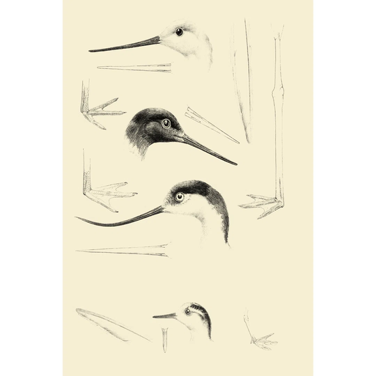 Waterbird Sketchbook V - Wrapped Canvas Painting
