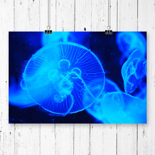 'Jellyfish' Graphic Art