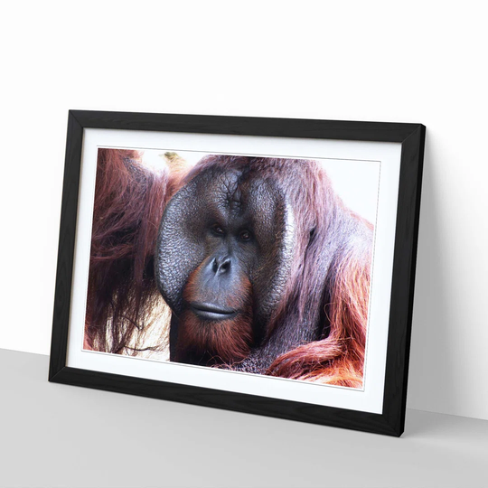 'Orangutan Monkey 2' Framed Photographic Print