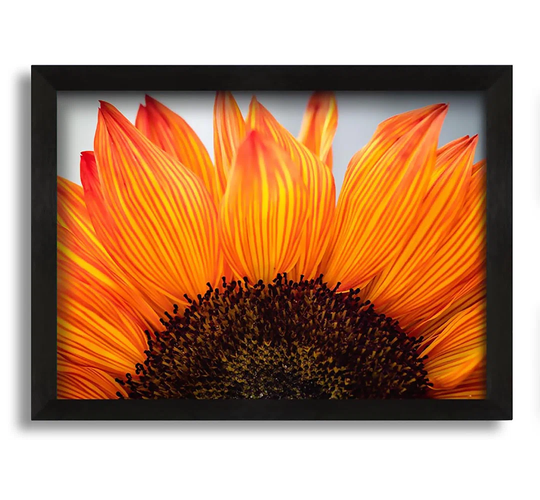Orange Flower Opening Up Close Up Framed Print