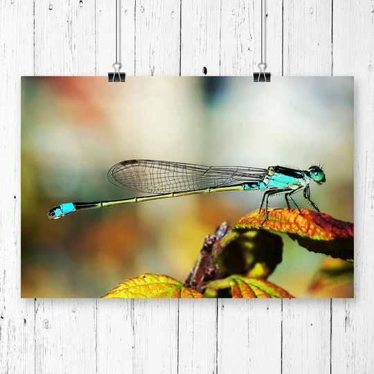 'Dragonfly Insect' Graphic Art