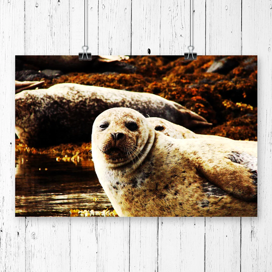 'Sea Lions' Photographic Print