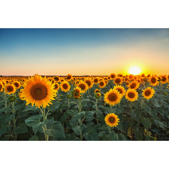 Sunflowers in the Fields During Sunset - Wrapped Canvas Photograph